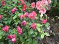 Azalea Petal Blight 